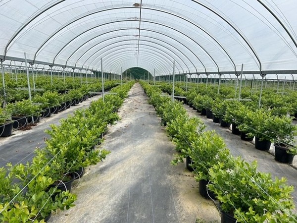 How a New Zealand grower has built and is expanding a successful multi-fruit orchard - Vimarsana News