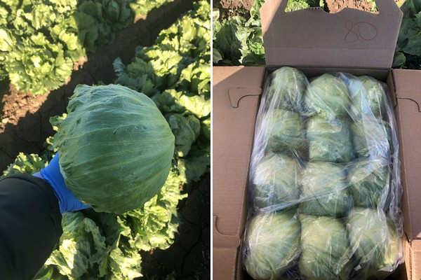 US exporter quotes vegetable shipments to Europe during extreme supply shortage - Vimarsana News
