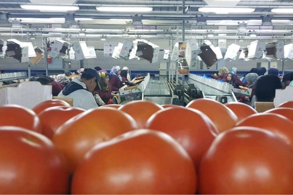 New Moroccan export quotas will halve tomato prices on the domestic market - Vimarsana News