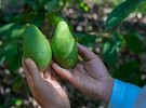 Sri Lanka: Ministry of Agriculture aims to cultivate Hass avocados as export crop - Vimarsana News