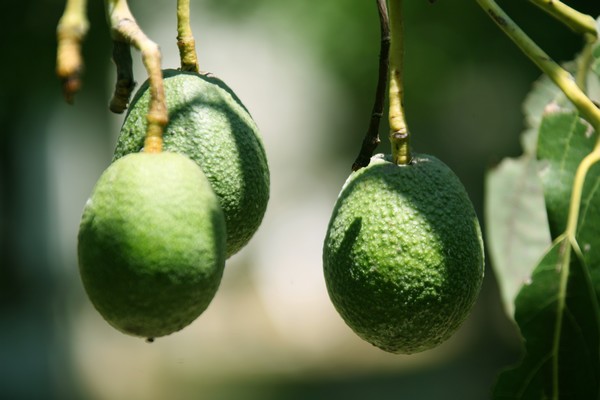 Australian avocados gain entry into Indian market - Vimarsana News
