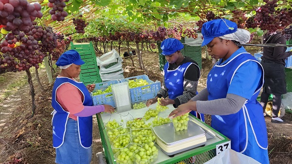 Berg River grape farm forgoes a packhouse for field packing - Vimarsana News