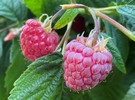 New raspberry to extend harvest window - Vimarsana News