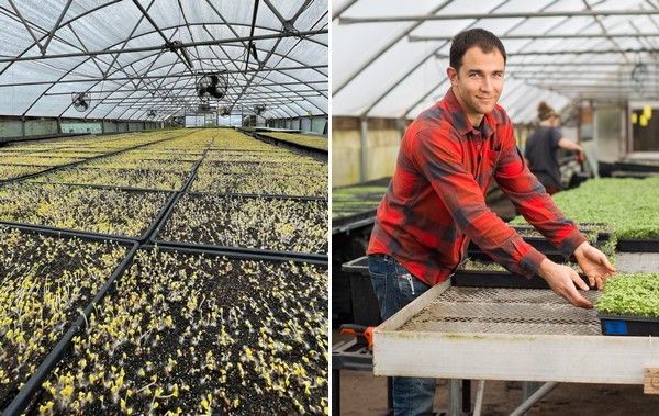 The evolution of the microgreens business - Vimarsana News