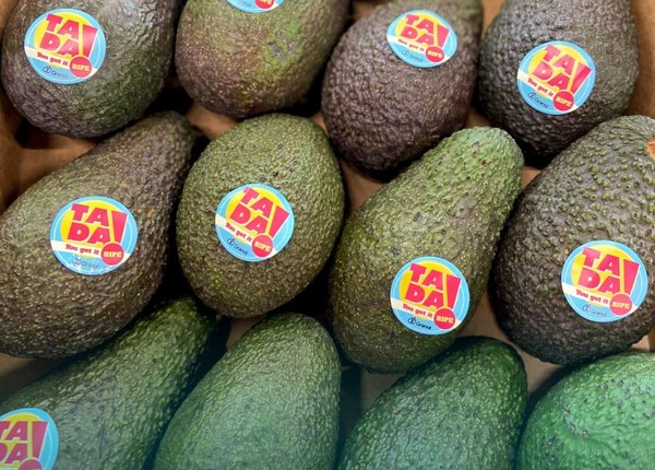 Israel's 2022-23 avocado harvest - volumes lower and lighter - Vimarsana News