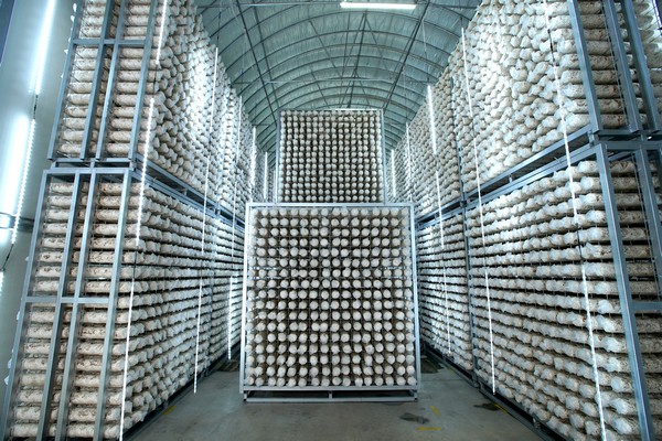 Chinese shiitake grower opens production in Poland and Spain - Vimarsana News