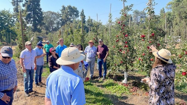 Chile apple season well underway with new Fuji varieties near commercialisation - Vimarsana News