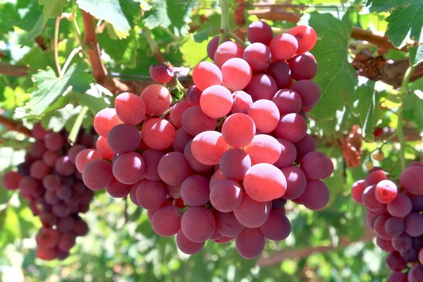 "The Chinese market is doing well for Australian grapes" - Vimarsana News