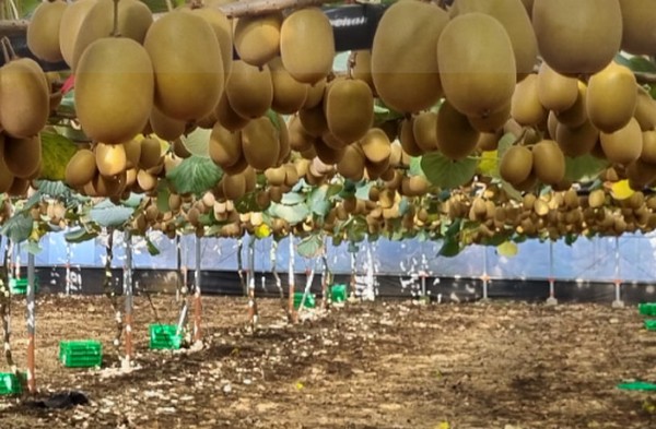 Zespri forecasts drop of 15 million trays of kiwifruit this season - Vimarsana News