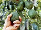 Colombia: Smart irrigation might enable a sustainable future for Hass avocado - Vimarsana News