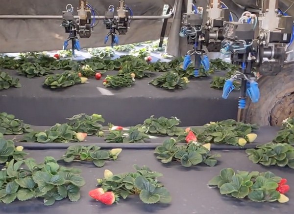 US robotic company focuses on strawberries and tree crops - Vimarsana News