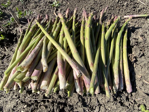 California asparagus sees late start but a quality boost following rains - Vimarsana News