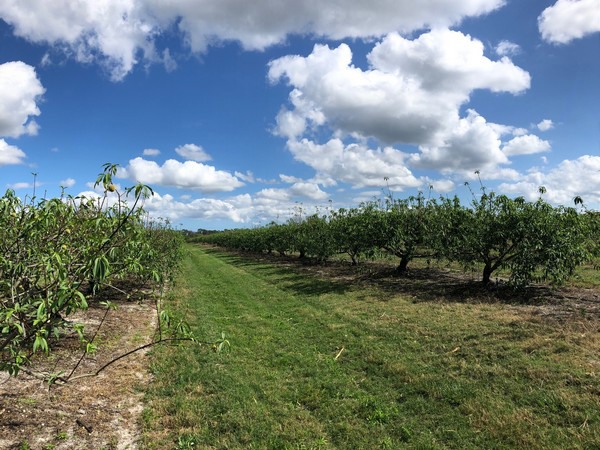Florida peaches waiting on rain - Vimarsana News