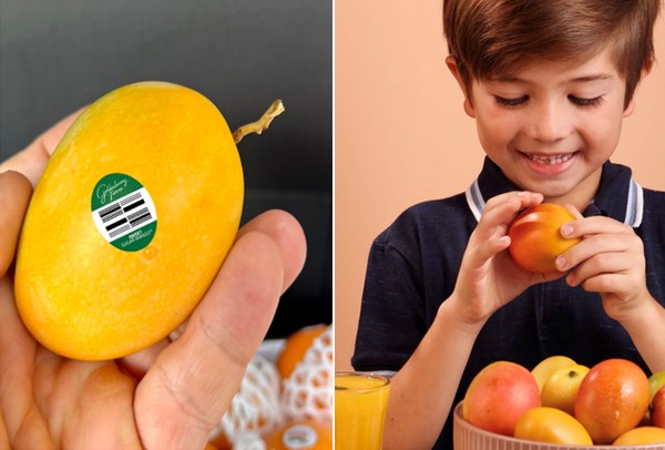 Pocket-size miniature mangos receive trademark protection - Vimarsana News