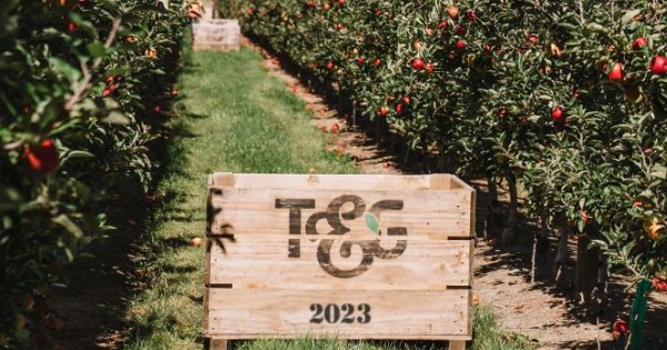 New season New Zealand apples headed for international markets - Vimarsana News