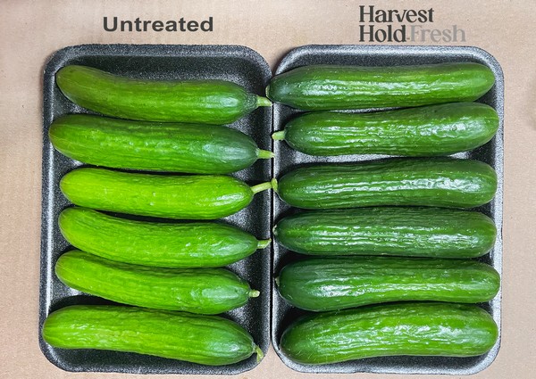 Grower partners with ag tech firm for fresher, greener cucumbers - Vimarsana News