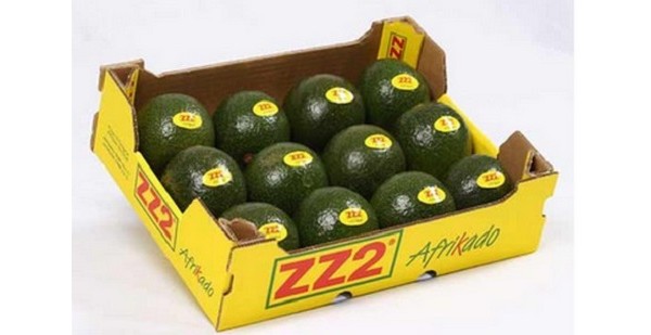 Early avo market in Europe the complete opposite to last year - Vimarsana News