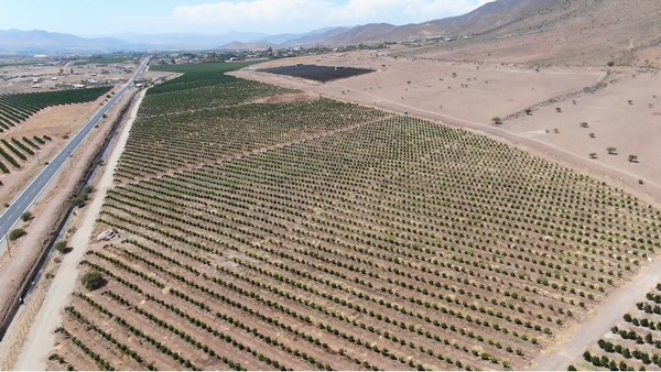 Import citrus prepares transition to southern hemisphere - Vimarsana News