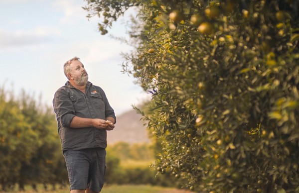 Volumes of Queensland's Imperial Mandarin up 10% this season - Vimarsana News