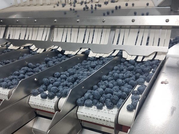 "We are looking forward to further volume growth over the next few years with some more growers/orchards coming on board" - Vimarsana News