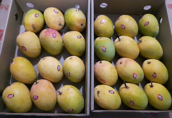 "It could potentially be the best mango season ever for us" - Vimarsana News