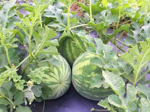 Domestic watermelons back to average supply levels next month - Vimarsana News