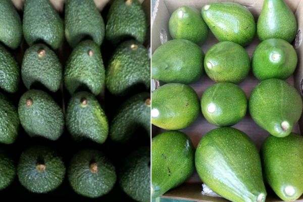 Demand for Rwandan avocados keeps growing - Vimarsana News