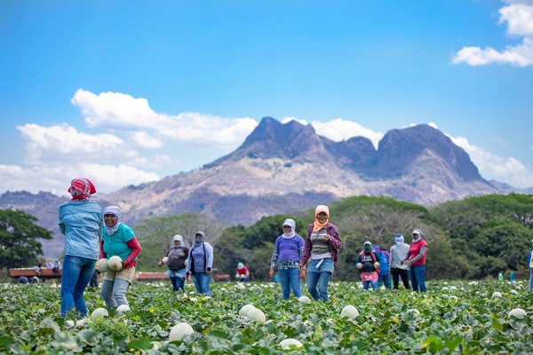 Fyffes responds to protests organized by NGO at Honduran melon farms - Vimarsana News
