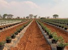 African Blue broadens supply - Vimarsana News