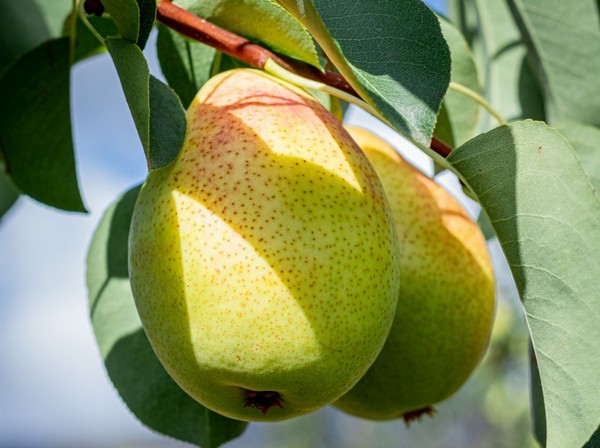 TopFruit focus on unlocking the potential of fruit which they market to the Southern African market and beyond - Vimarsana News