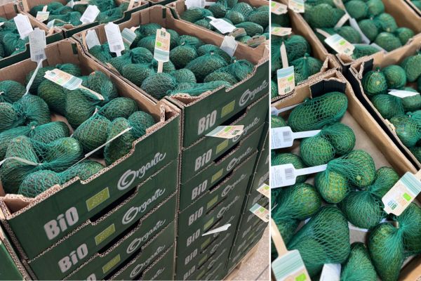 End of the avocado season in Morocco, volumes almost hit an all-time record - Vimarsana News