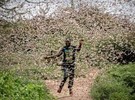 Study focuses on drones to target desert locusts with biopesticide - Vimarsana News