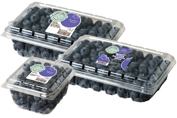Southeast blueberry production gets underway - Vimarsana News