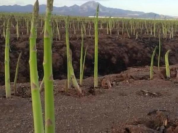 Production slowing on imported asparagus - Vimarsana News