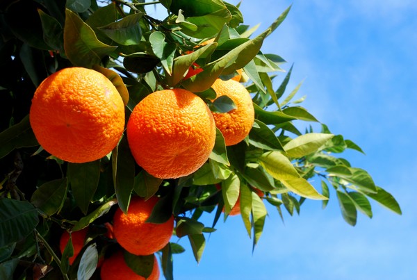 South African citrus industry is hoping for a more positive season - Vimarsana News