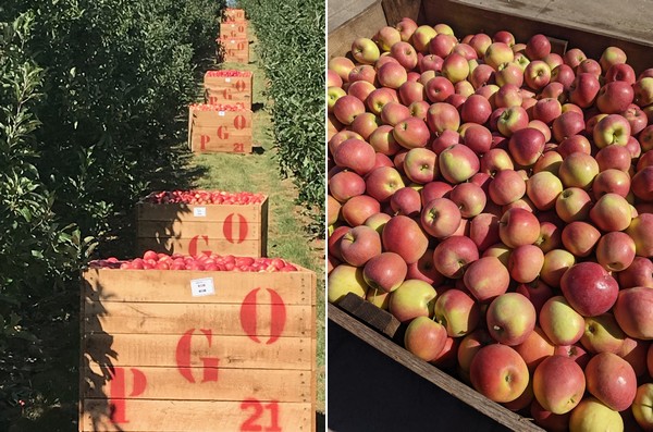 Apple shipper's Midwest footprint expands - Vimarsana News