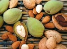 Georgian Nuts Incorporated expects first commercial almond harvest this year - Vimarsana News