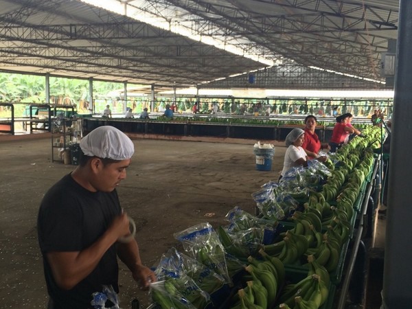 Has banana pricing hit its peak? - Vimarsana News