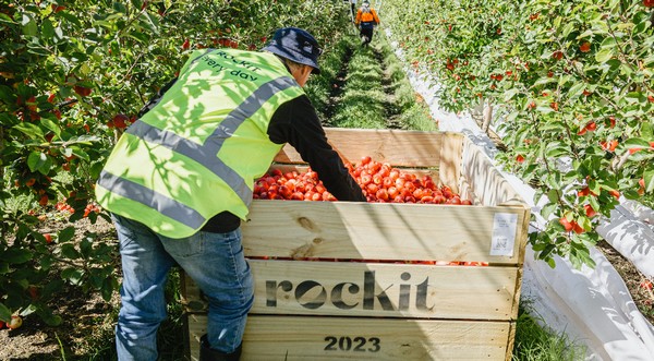 Kiwi company looking at record apple export despite cyclone impact - Vimarsana News