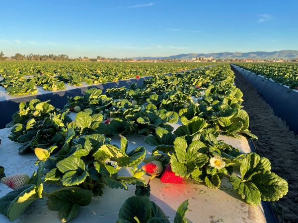 Central Mexico ending strawberry season on strong note - Vimarsana News