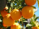 HLB-tolerant Donaldson tree might help hard-hit Florida citrus growers - Vimarsana News
