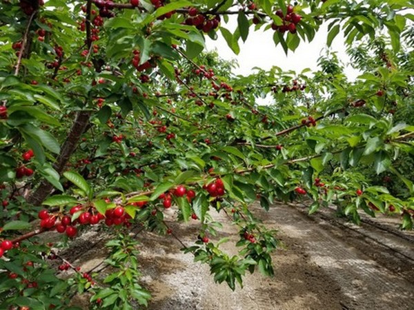 March weather results in later start for California cherries - Vimarsana News