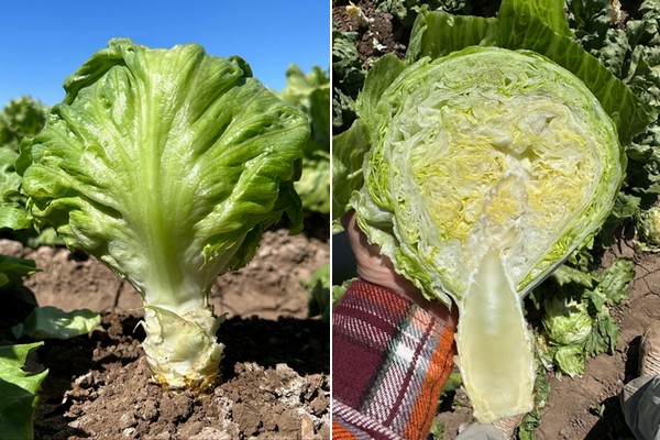 iceberg lettuce plant