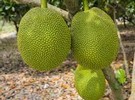 Multi-million jackfruit venture earns Kenyan farmers Ksh 500,000 - Vimarsana News