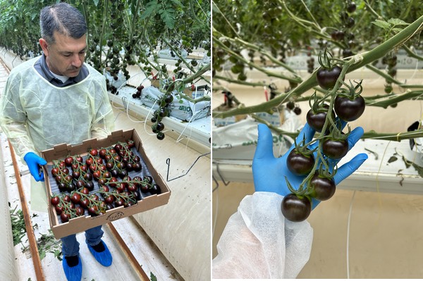 Strong start for YOOM Black Cocktail Tomato production - Vimarsana News