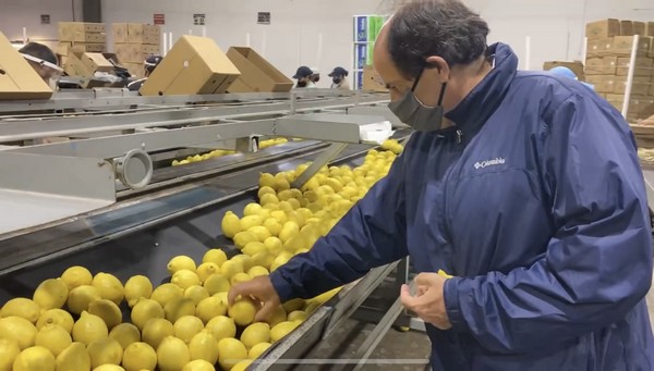 How are imported citrus shipments looking? - Vimarsana News