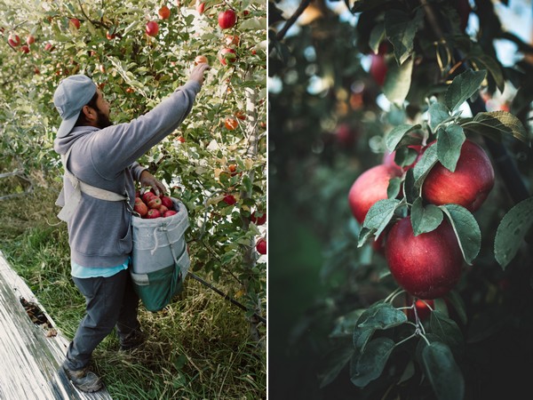 Washington Expects Record 2023 Organic Apple Crop