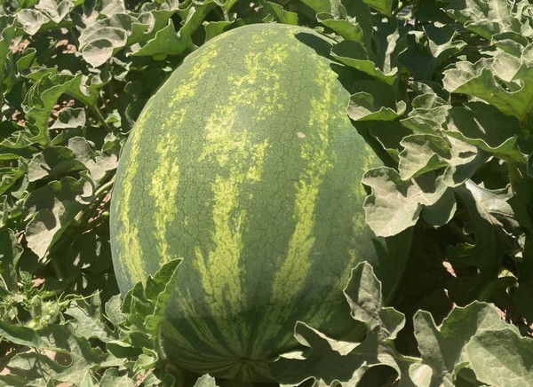 Overlap in Mexican watermelon supply ahead? - Vimarsana News