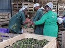 Kisii avocado processing plant commissioned - Vimarsana News