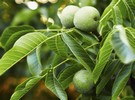 Moldovan farmers are advised to protect walnut orchards from diseases - Vimarsana News